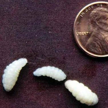 thumbnail for publication: Tree Squirrel Bot Fly, Cuterebra emasculator Fitch (Insecta: Diptera: Oestridae)